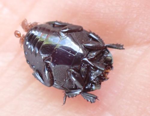 Margarinotus striola succicola